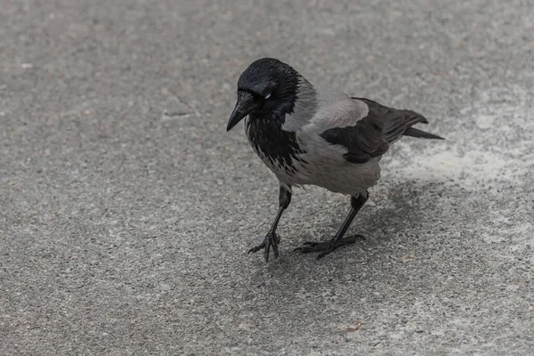 Stock image Inquisitive crow in the spring park close-up. Crow's eye. Smart bird. Big beak. The crow walks.