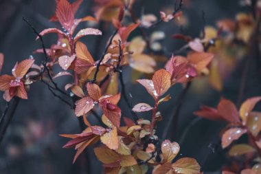 Taze sebzeler. Ağaçtaki taze yapraklar. Parlak yapraklı bir çalı. Baharın parlak renkleri. Genç yapraklar baharda bir bitkinin üzerinde.