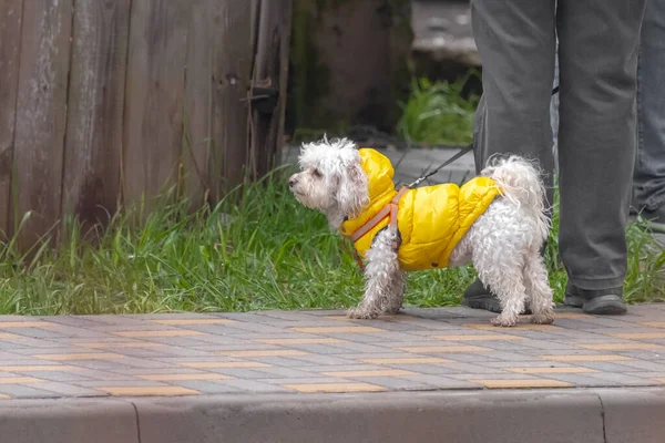 A white little dog wearing a bright raincoat. Maltese dog. White decorative dog. Yellow vest. Clothes for animals. Dog wardrobe. A miniature pet for an apartment.