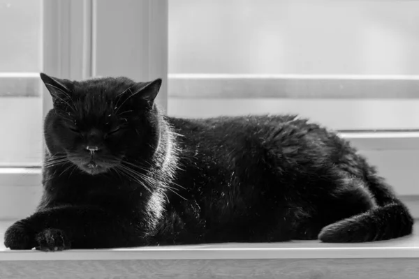 Чорна Шотландська Пряма Кішка Велично Лежить Вікні Затоки Лежить Чистокровний — стокове фото