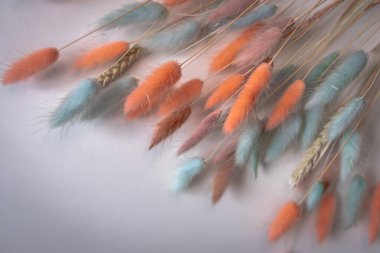 Beyaz arka planda kuru laguruların renkli kulakları. Bir buket kurumuş çiçek. Turkuaz ve turuncu lagurular. Yumuşak bitki. Evde ya da ofiste iç dekorasyon..