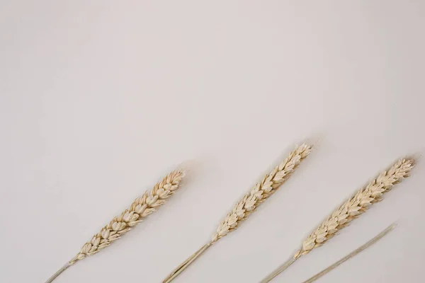 Three Ears Wheat Dried Plants Symbol Well Being Fertility Life — Stock Photo, Image