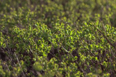 Peyzaj tasarımı. Yeşil çalı. Çalı buduyorum. Çalı üzerinde yeşil yapraklar gün ışığında.