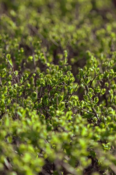 Progettazione Del Paesaggio Cespuglio Verde Arbusti Potatura Foglie Verdi Cespuglio — Foto Stock