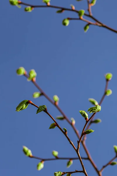 Mladá Zelená Poupata Stromě Proti Modré Obloze Mladé Listí Větvi — Stock fotografie