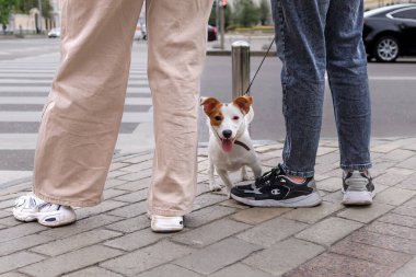 Yürüyüş yapan bir Jack Russell Terrier sahibinin ayaklarının arkasından dışarı bakar. Enerjik bir av köpeği. Jack Russell Terrier köpeği. Dört bacaklı bir arkadaş. Sahiplerinin ayaklarının dibinde bir köpek.