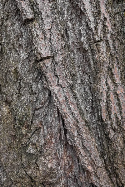Textura Casca Uma Árvore Velha Uma Macrofotografia Casca Uma Árvore — Fotografia de Stock