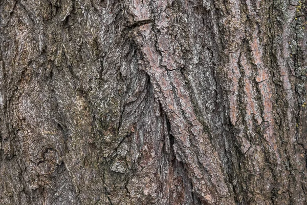 Textura Casca Uma Árvore Velha Uma Macrofotografia Casca Uma Árvore — Fotografia de Stock