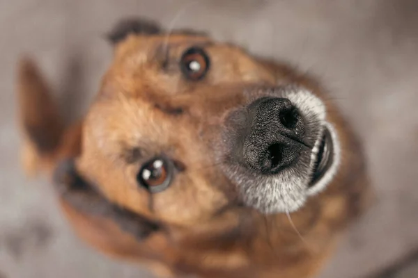 The texture of the dog\'s nose. Red dog. Homeless animal. A funny pet. Nose with a fisheye effect. Protection of animals. Animal shelter. Top view of the dog. Focus on the nose.