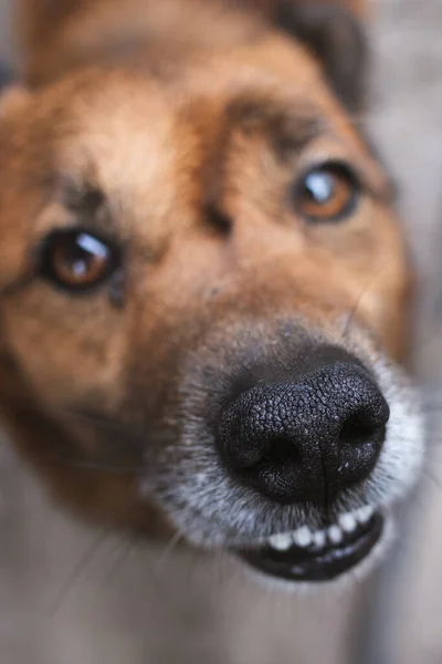 The texture of the dog's nose. Red dog. Homeless animal. A funny pet. Nose with a fisheye effect. Protection of animals. Animal shelter. Top view of the dog. Focus on the nose.