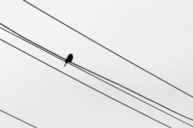 Küçük bir kuş telin üzerinde oturur. Siyah ve beyaz doğa. Bir kuş silueti. Bir kuş. Yalnız serçe. Beyaz gökyüzü.