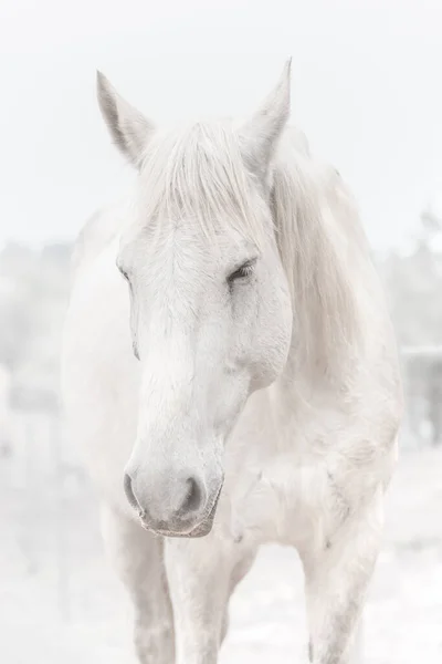 White horse with closed eyes. A close-up of a horse\'s muzzle. Animal head. A horse\'s face. Body part. Farm life. Equestrian sports club. The beauty of nature. A noble and graceful animal.