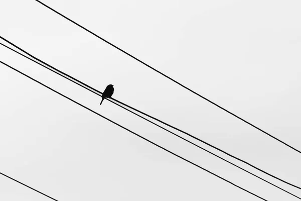一只小鸟坐在金属丝上 黑人和白人的天性 一只鸟的轮廓 一只鸟寂寞的麻雀白天 — 图库照片