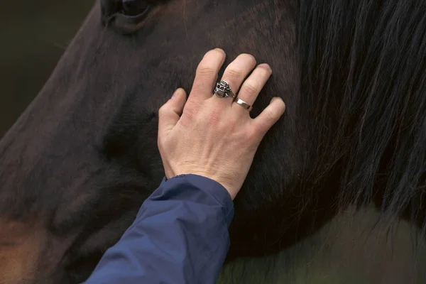 一个人的手 头颅形状的戒指 抚摸着马的脸 马作为心理支持 治疗与动物的相互作用 抚摸着一匹马抓住那只动物 治疗动物 一个头盖骨的戒指死亡的象征 — 图库照片