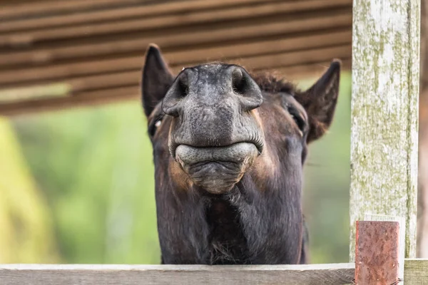 马脸的有趣的角度 有翘鼻子的全脸马 动物园里的动物有趣的动物 柔软的嘴唇 蓬松的鼻子 — 图库照片