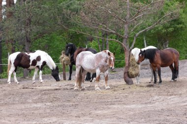 Çiftlikte bir sürü at var. Bir atın vücudu. Ata binmek. Hayvanlar Dünyası. Zarif bir at. Otlaktaki bir sürü. Çiftlik hayatı. İyi bir hayvan enerjisi.
