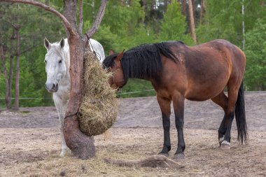 At çiftliği. Binicilik spor kulübü. At besleme. Kuru ot. Çayırdaki atlar. Atlar için kuru yem. Çayırdaki ağda saman.