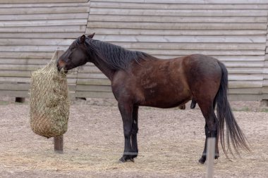 At çiftliği. Binicilik spor kulübü. At besleme. Kuru ot. Çayırdaki atlar. Atlar için kuru yem. Çayırdaki ağda saman.