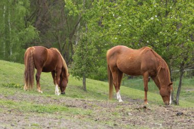 Çiftlikte bir sürü at var. Bir atın vücudu. Ata binmek. Hayvanlar Dünyası. Zarif bir at. Otlaktaki bir sürü. Çiftlik hayatı. İyi bir hayvan enerjisi.