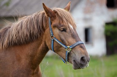 Bir atın ağızlık yakın plan çekimi. Hayvan kafası. Bir atın gözü. Bir atın yüzü. Vücut parçası. Çiftlik hayatı. Binicilik spor kulübü. Doğanın güzelliği. Asil ve zarif bir hayvan..