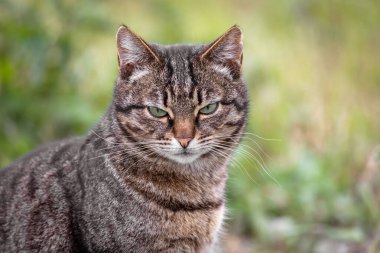 Yeşil gözlü kırsal tekir kedi. Çizgili kedi. Kaplan rengi. Dört pençe. Hayvan mırıltısı. Evcil bir yırtıcı. Akıllı bir evcil hayvan. Evsiz hayvanların korunması. Şaşı kedi yeşil gözleri.