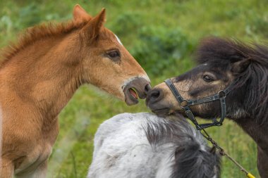 Küçük bir tay ve bir midilli birbirlerinin burunlarını kokluyor. Aygır ve midilli. Serbest yürüyüş. Çiftlik hayatı. At çiftliği. Meraklı taylar. Hayvanlar arasındaki arkadaşlık.
