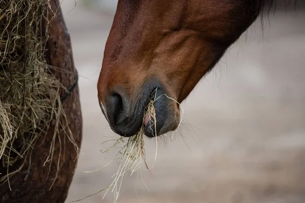 马场马术运动俱乐部 喂马干草 马儿在围场里马用干饲料 在牧场上的一张网中牧草 — 图库照片