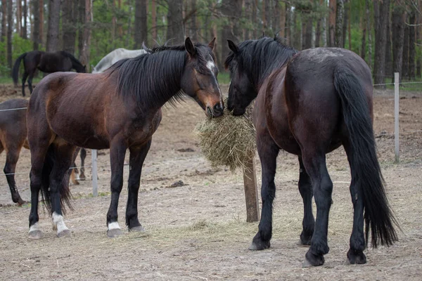 Horse Ranch Reitsportverein Pferdefüttern Trockenes Gras Pferde Auf Der Koppel — Stockfoto