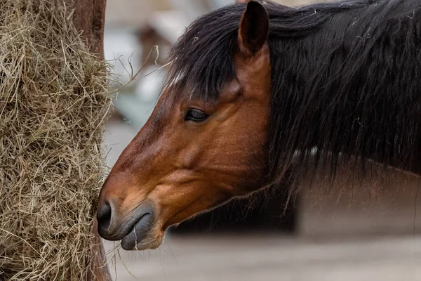 Een Close Van Een Paardenmuilkorf Dierlijke Kop Het Oog Van — Stockfoto