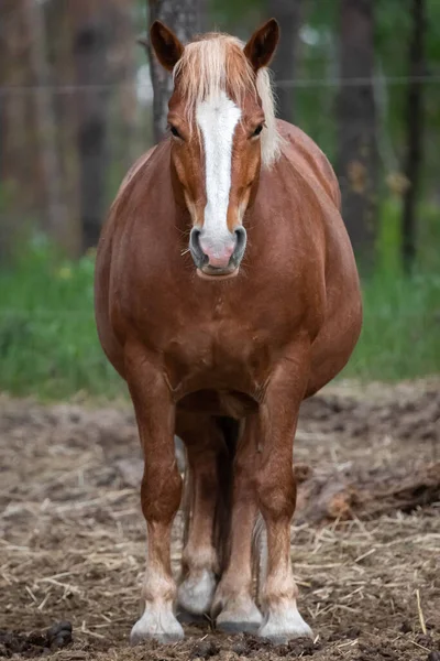 Wolny Wybieg Koni Ranczu Ciało Konia Jazda Konna Świat Zwierząt — Zdjęcie stockowe