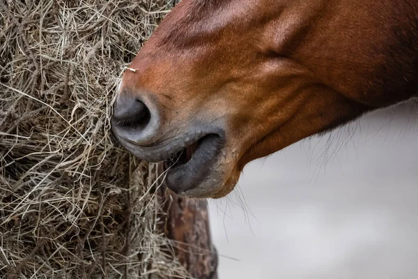 马场马术运动俱乐部 喂马干草 马儿在围场里马用干饲料 在牧场上的一张网中牧草 — 图库照片