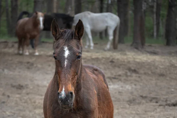 Vrije Uitloop Van Paarden Ranch Het Lichaam Van Een Paard — Stockfoto