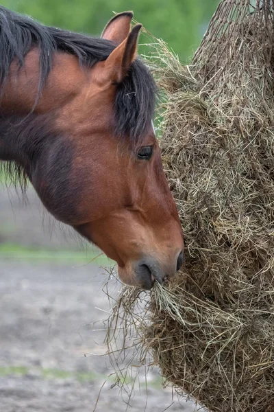 Horse Ranch Reitsportverein Pferdefüttern Trockenes Gras Pferde Auf Der Koppel — Stockfoto