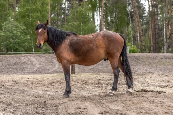 Raggio Libero Cavalli Nel Ranch Corpo Cavallo Equitazione Mondo Animale — Foto Stock