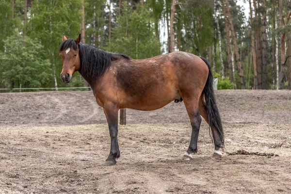 Um cavalo com uma mancha branca na cabeça está parado em frente a um fundo  branco.