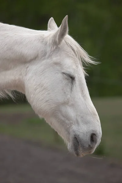马嘴的特写镜头 动物的头马的眼睛 马的脸 身体的一部分 农场生活 马术运动俱乐部 大自然的美丽 高贵而优雅的动物 — 图库照片