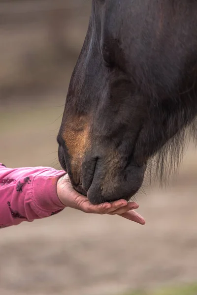 人与马之间的友谊 那匹马把鼻子扎进主人的掌心 令人毛骨悚然 柔软的马唇 值得信赖的动物 心理支持 治疗与动物的沟通 — 图库照片
