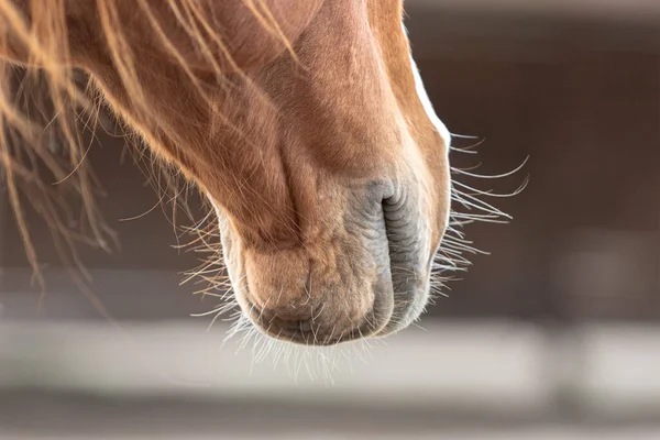 A close-up of a horse\'s muzzle. Animal head. The eye of a horse. A horse\'s face. Body part. Farm life. Equestrian sports club. The beauty of nature. A noble and graceful animal.