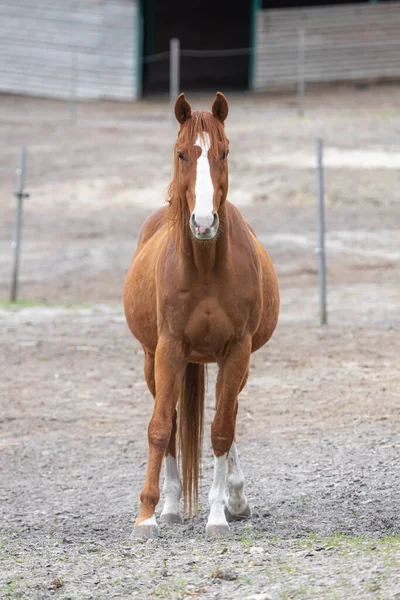 牧場での馬の自由な範囲 馬の体だ 馬に乗って 動物界 優雅な馬だ 牧草地の群れだ 農場生活 良い動物エネルギー — ストック写真