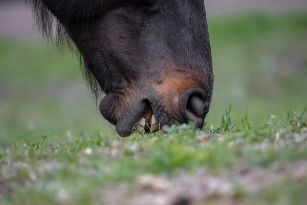 一匹马在牧场的草地上吃草 柔软的马唇 马脸的特写 那匹马的热气 — 图库照片