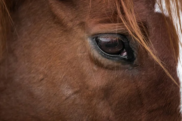 Een Close Van Een Paardenmuilkorf Dierlijke Kop Het Oog Van — Stockfoto