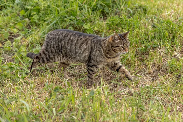 Rural Gestromte Katze Mit Grünen Augen Gestreifte Katze Tigerfarbe Vier — Stockfoto