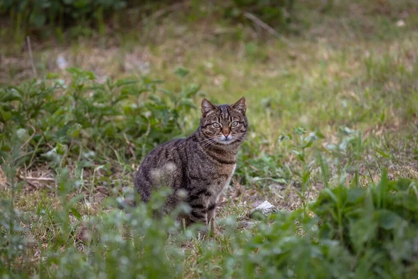 Сельская Кошка Зелеными Глазами Полосатый Кот Тигриный Цвет Четыре Лапы — стоковое фото