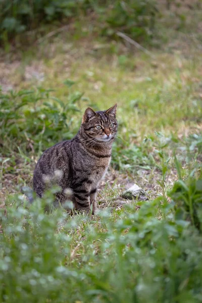 Gato Mesa Rural Com Olhos Verdes Gato Listrado Cor Tigre — Fotografia de Stock