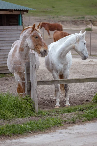 Freilaufende Pferde Auf Der Ranch Der Körper Eines Pferdes Reiten — Stockfoto