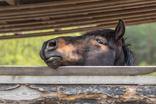 马嘴的特写镜头 动物的头马的眼睛 马的脸 身体的一部分 农场生活 马术运动俱乐部 大自然的美丽 高贵而优雅的动物 — 图库照片
