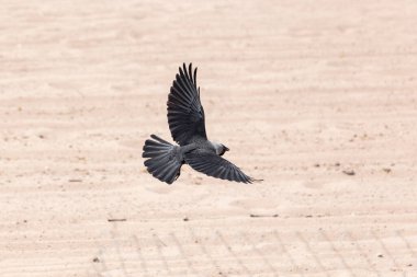 Genç bir karga kumdan arka planda uçar. Karga uçuyor. Şehir kuşları. Siyah tüyler. Karga kanat açıklığı. Karga silueti. Bir kuşun vücudu. Bir kuşun kanadının yapısı.