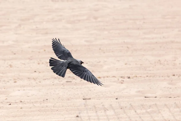 Eine Junge Luftlinie Fliegt Auf Einem Hintergrund Aus Sand Krähen — Stockfoto