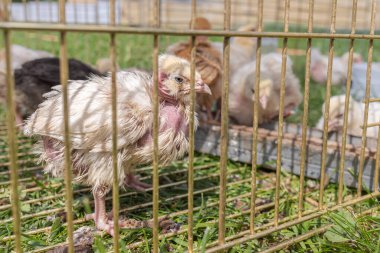 Çiftlik bahçesindeki kafeste evcil piliçler. Gezegenin en yaygın kuşları. Kırmızı eğik tavuk tarağı. Çiftlik hayatı. Kırsal alan.