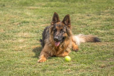 Mutlu bir Alman çoban köpeği güneşli bir günde yeşil çimlerde oynar. Alman çoban köpeği sinsi sinsi dolaşıyor. Genç hayvan. Toplu bir köpek. Büyük köpek cinsi. Oyuncu köpek karakteri.